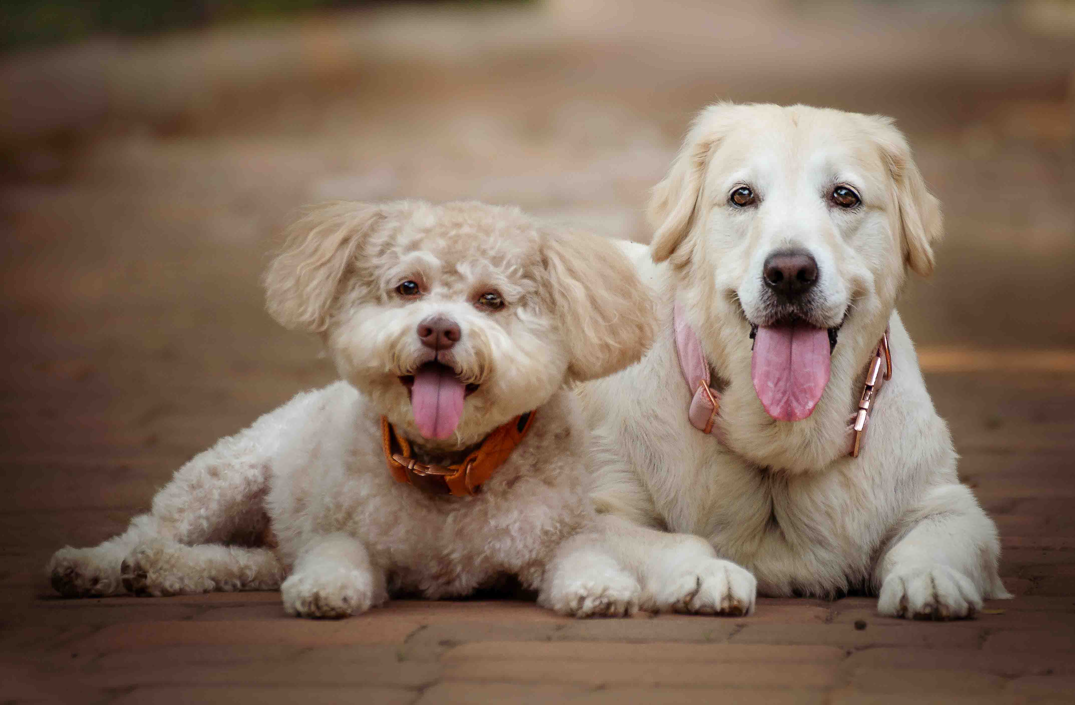 duo pet lhasa apso and golden retriver pet photo well trained dogs