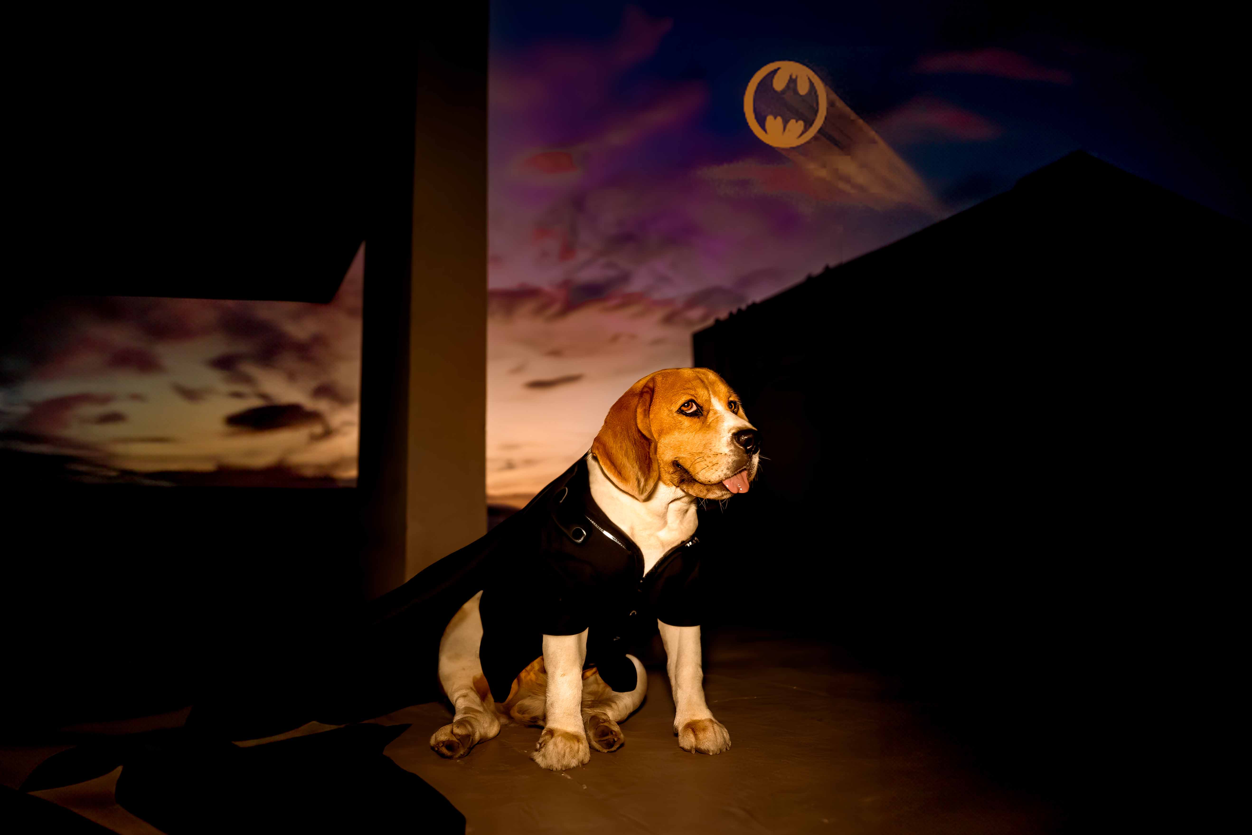 dog costume batman beagle halloween pet photography