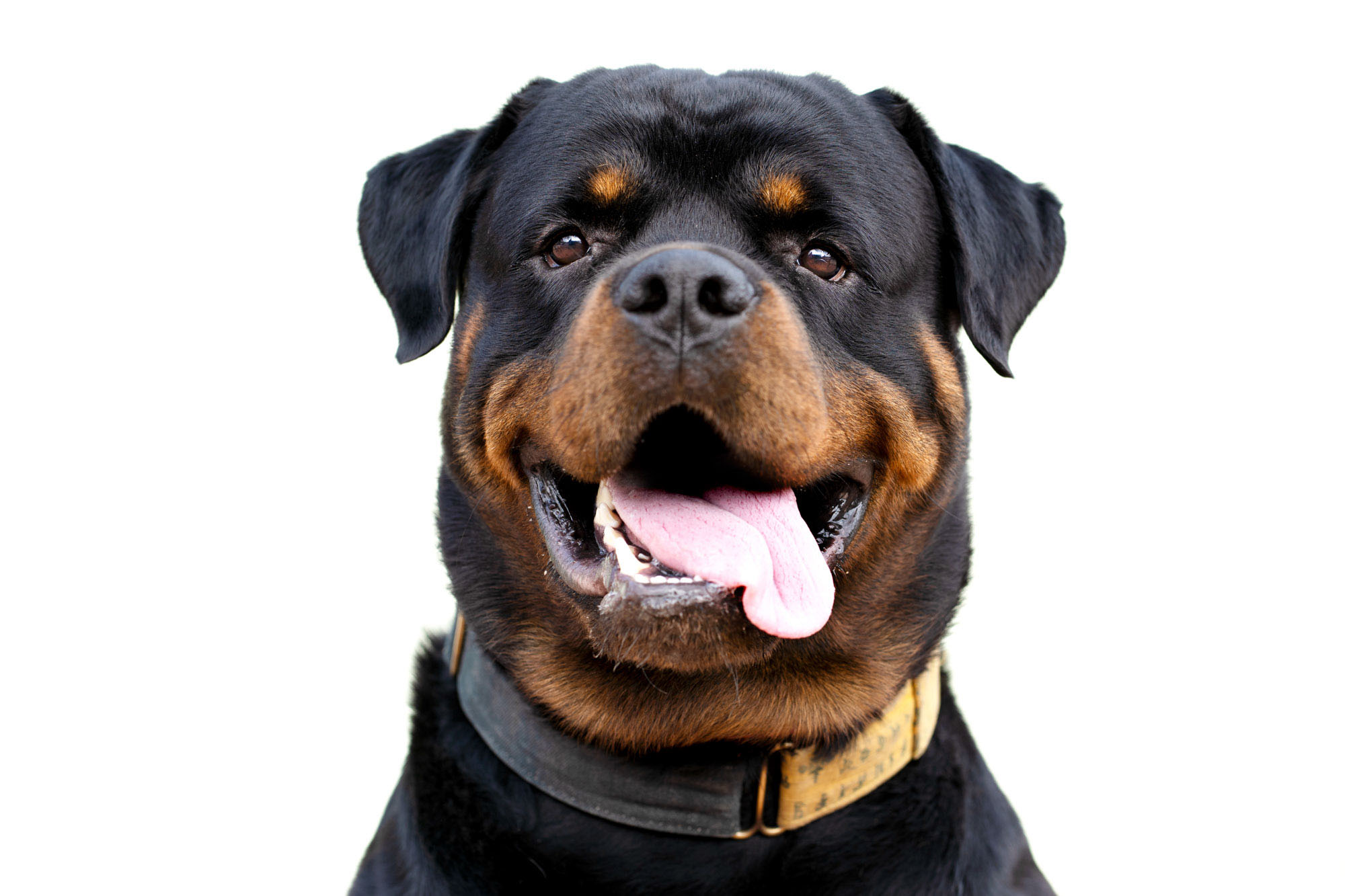Mad Max the rottie Loves to smile rottweiler india photgraph