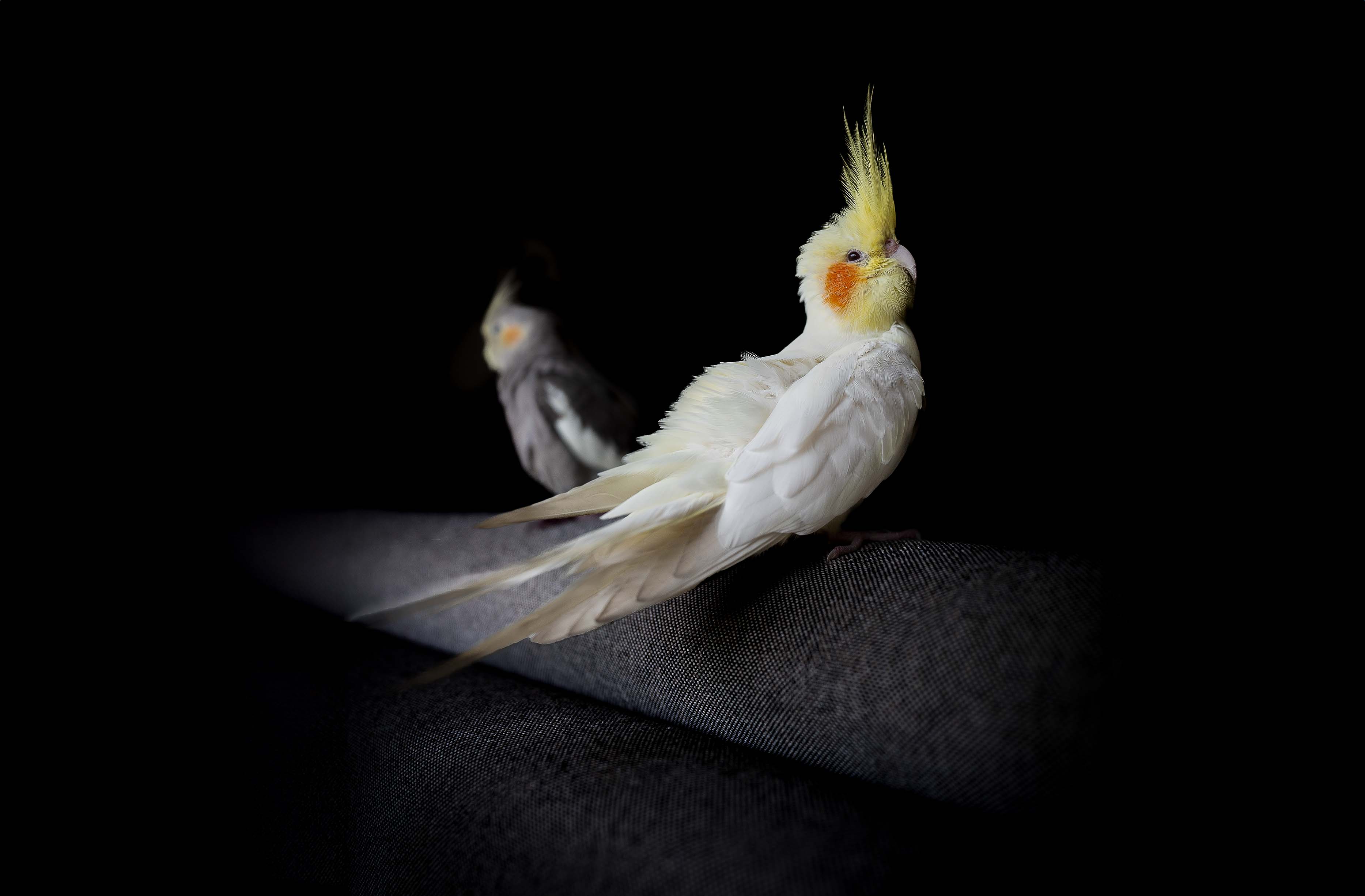 cockatiel bird photography sony pet photo