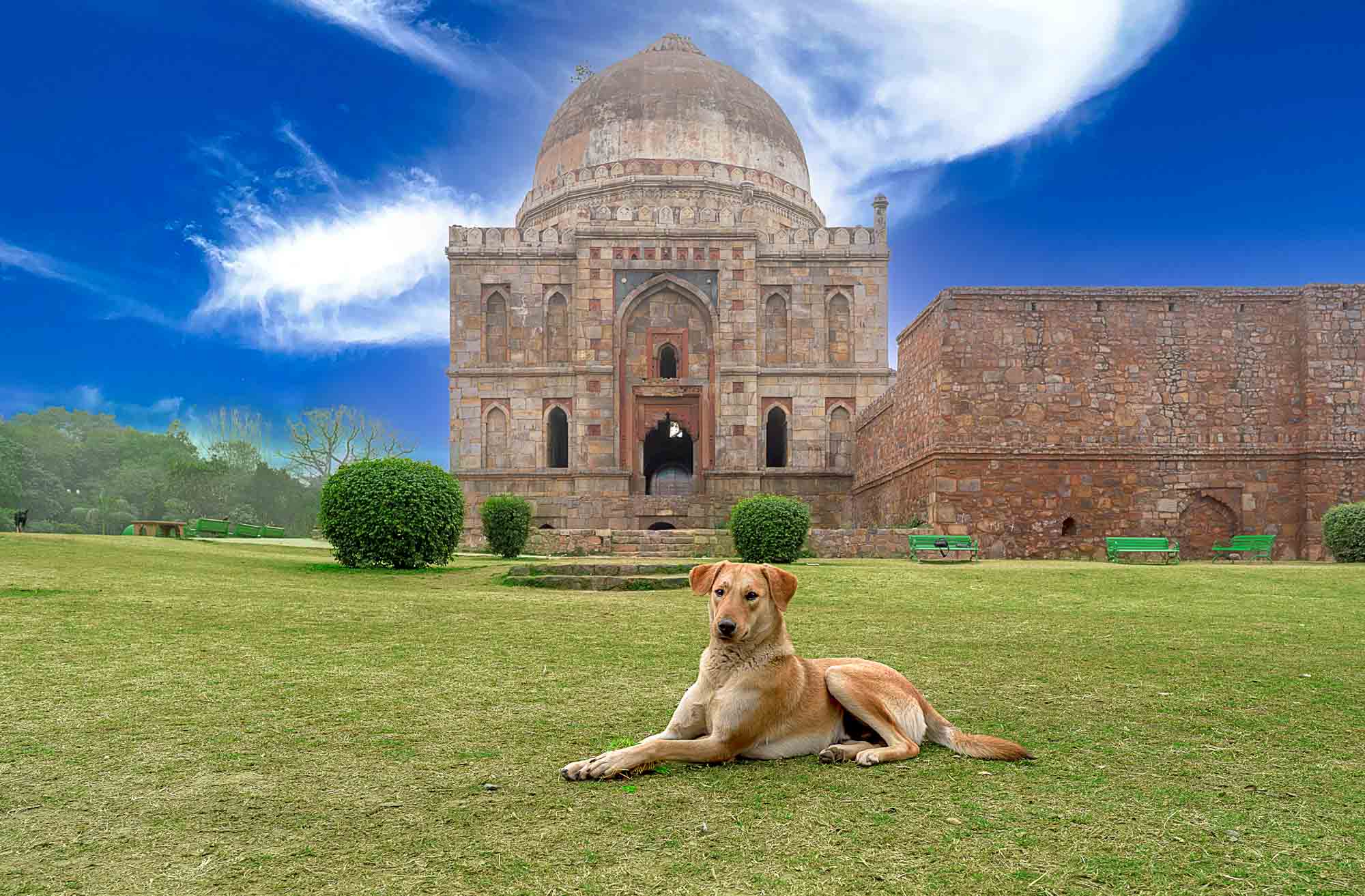 indie dog in delhi pet photography architecture
